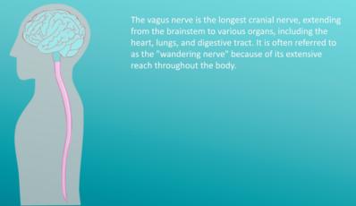 Vagus nerve