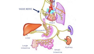 Vagus-nerve-and-baby-massage.jpg Vagus-nerve-and-baby-massage.jpg